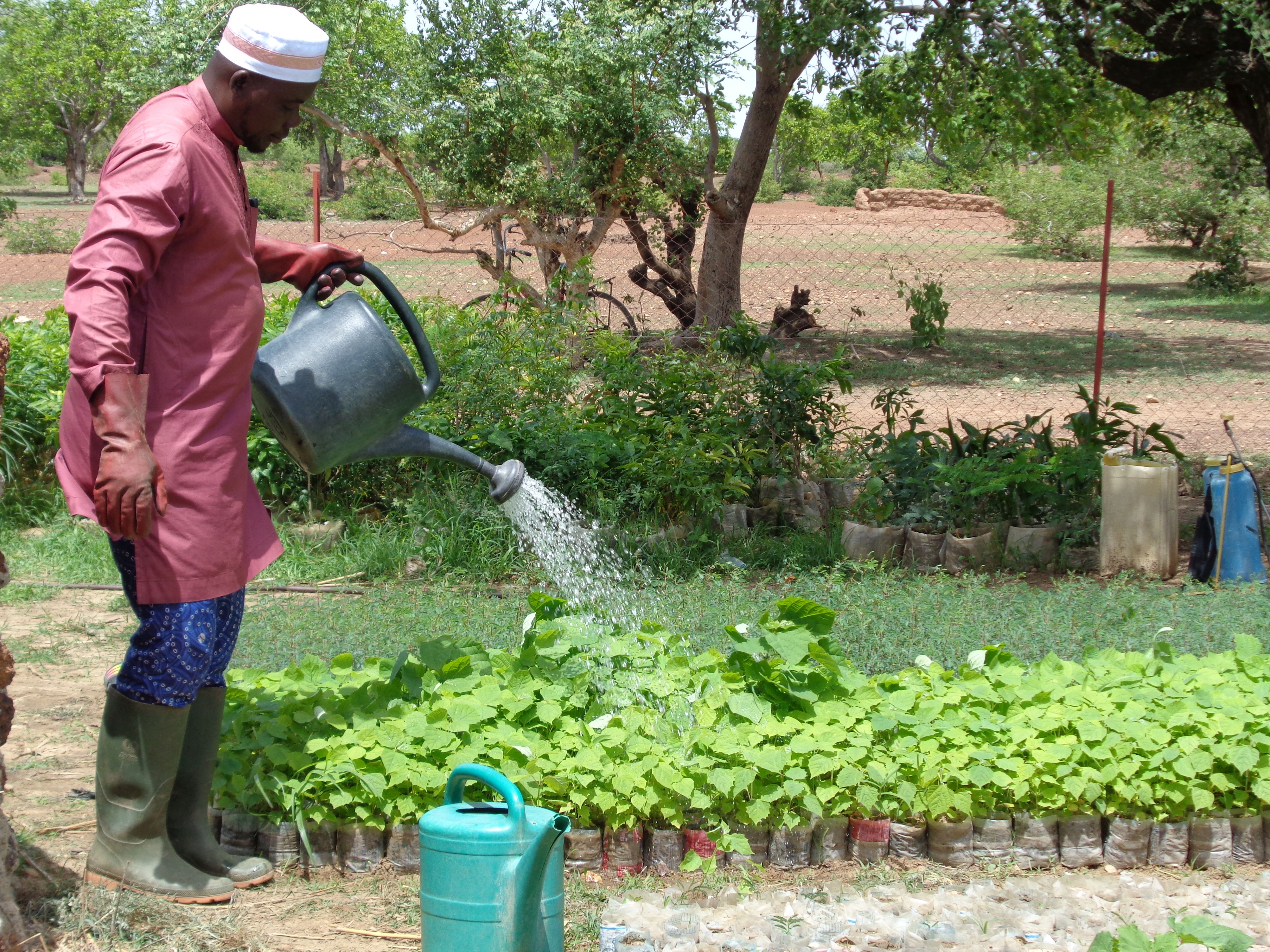 Nurseryman watering plants in a nursery supported by the LOGMe project
