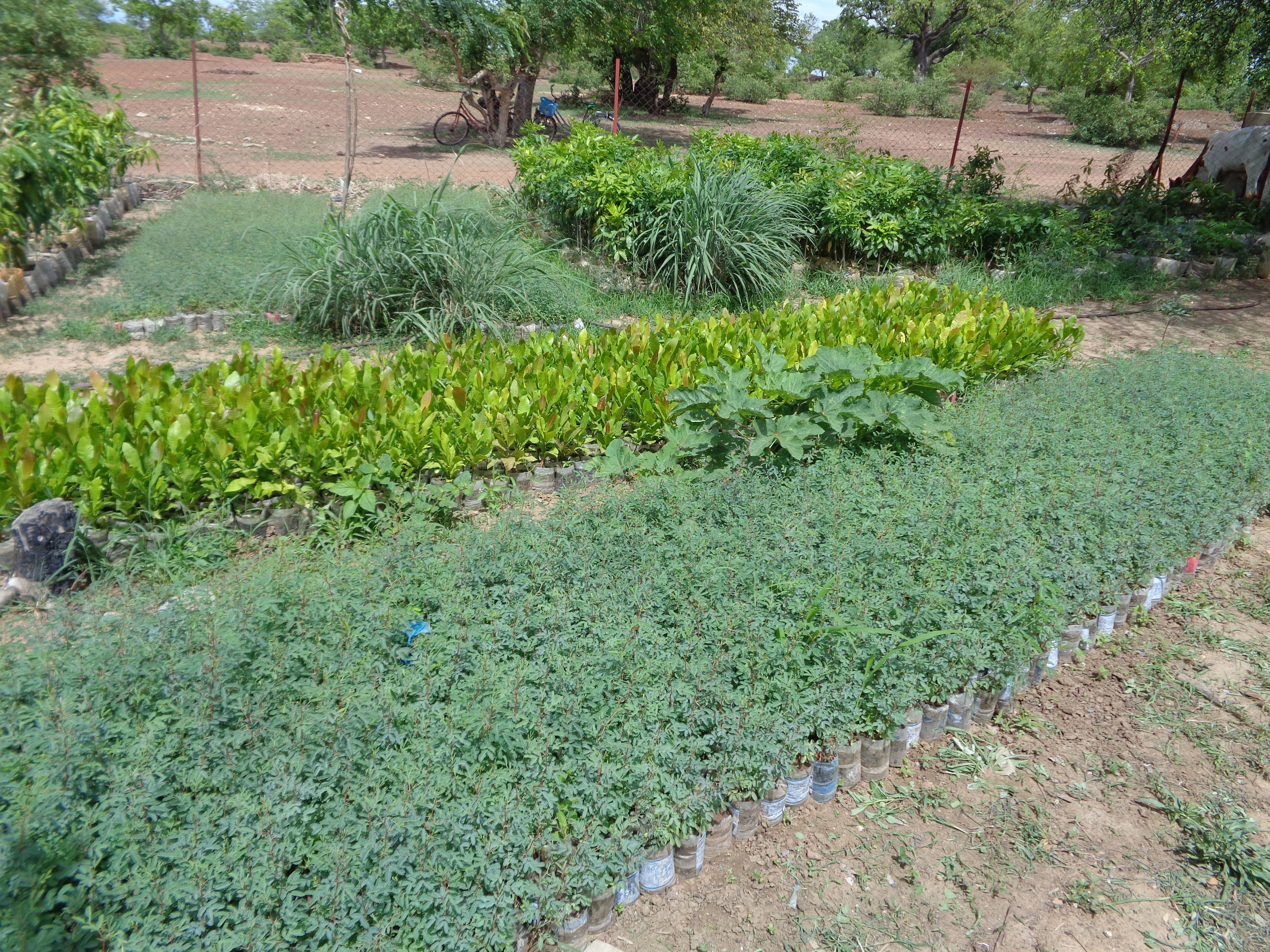 Overview of the nursery with species diversity