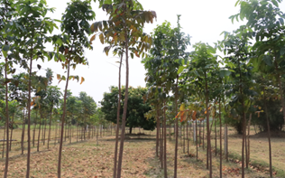 Fodder farming