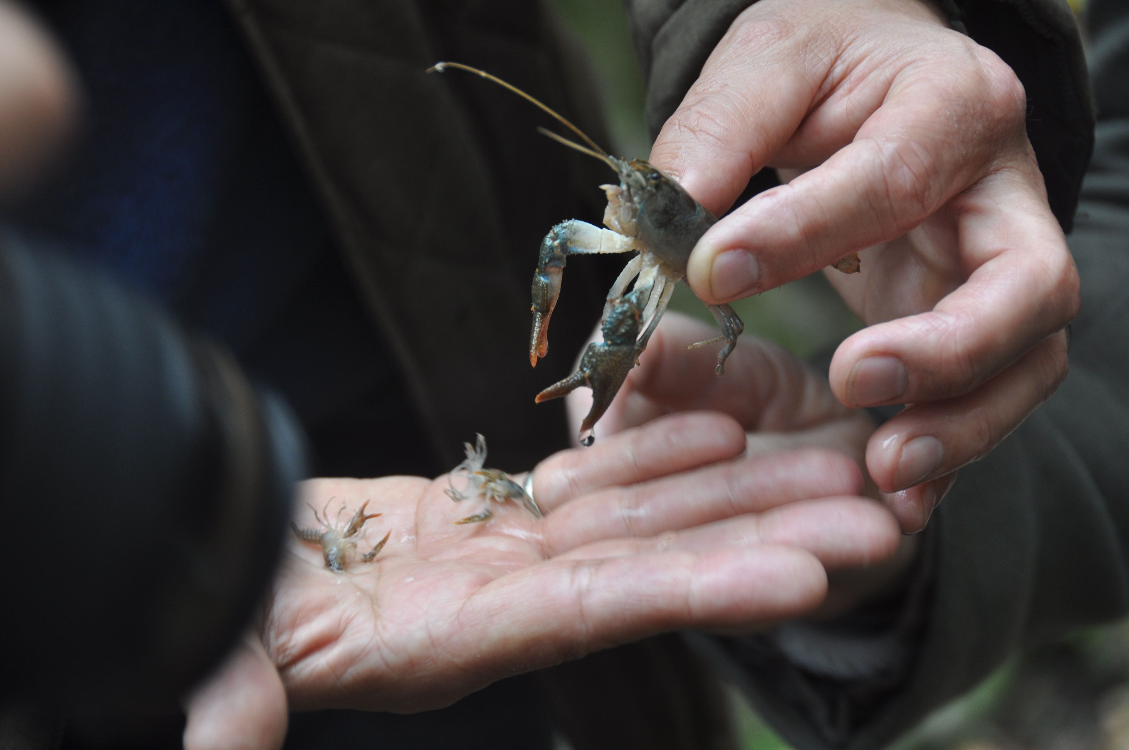 Young stone crayfish: crayfish have to shed their skin in order to grow