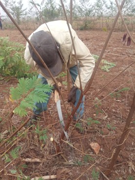 The art of managing the hedges and the power of the intervention to produce cooking energy