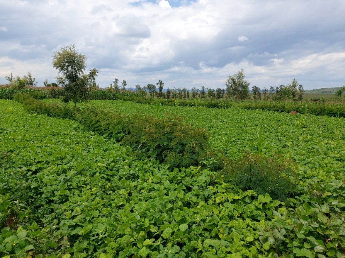 The potential of Agroforestry and conservation Agriculture to improve crop productivity.