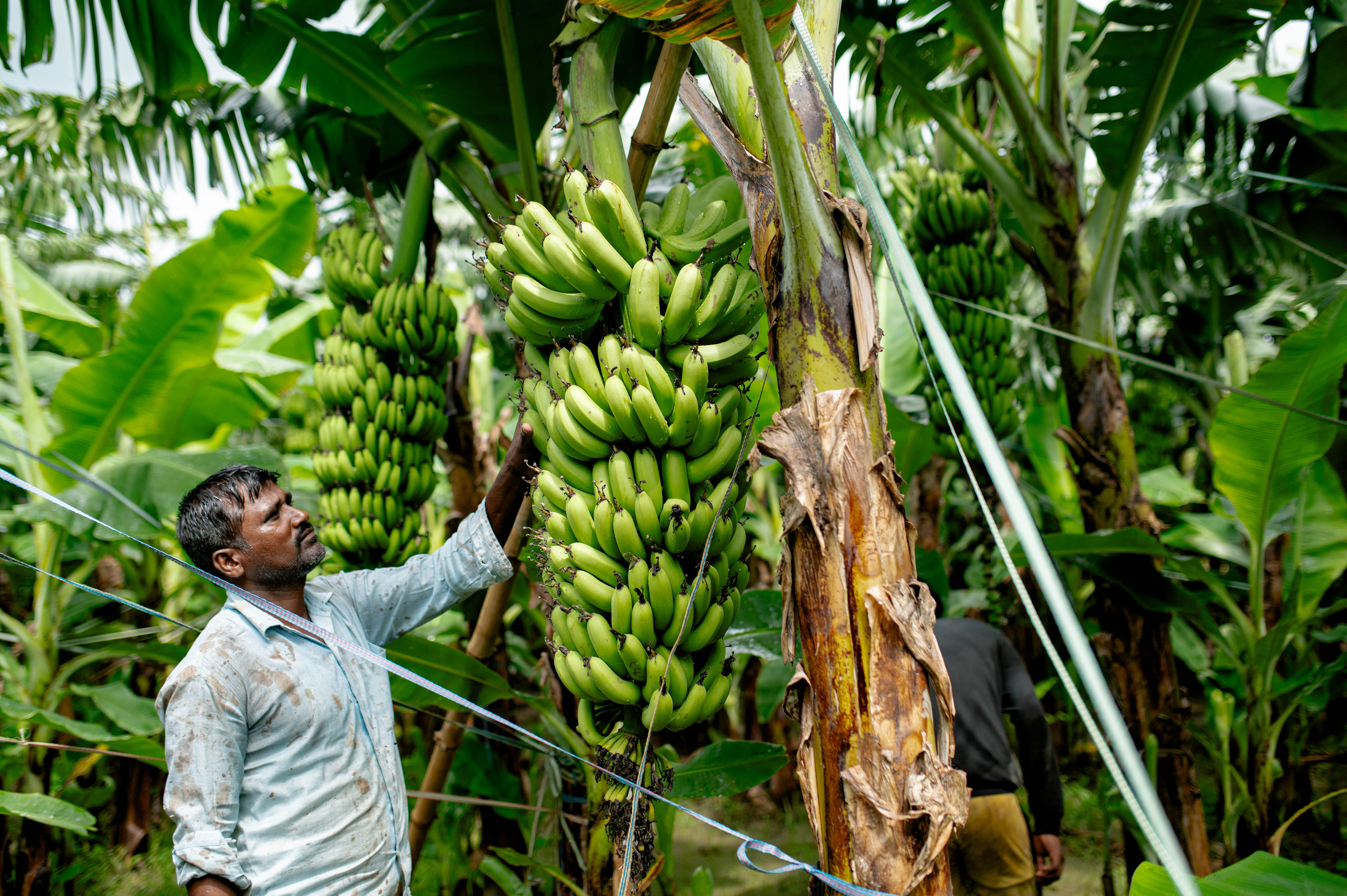 Close cooperation with banana cultivator collectives ensures success
