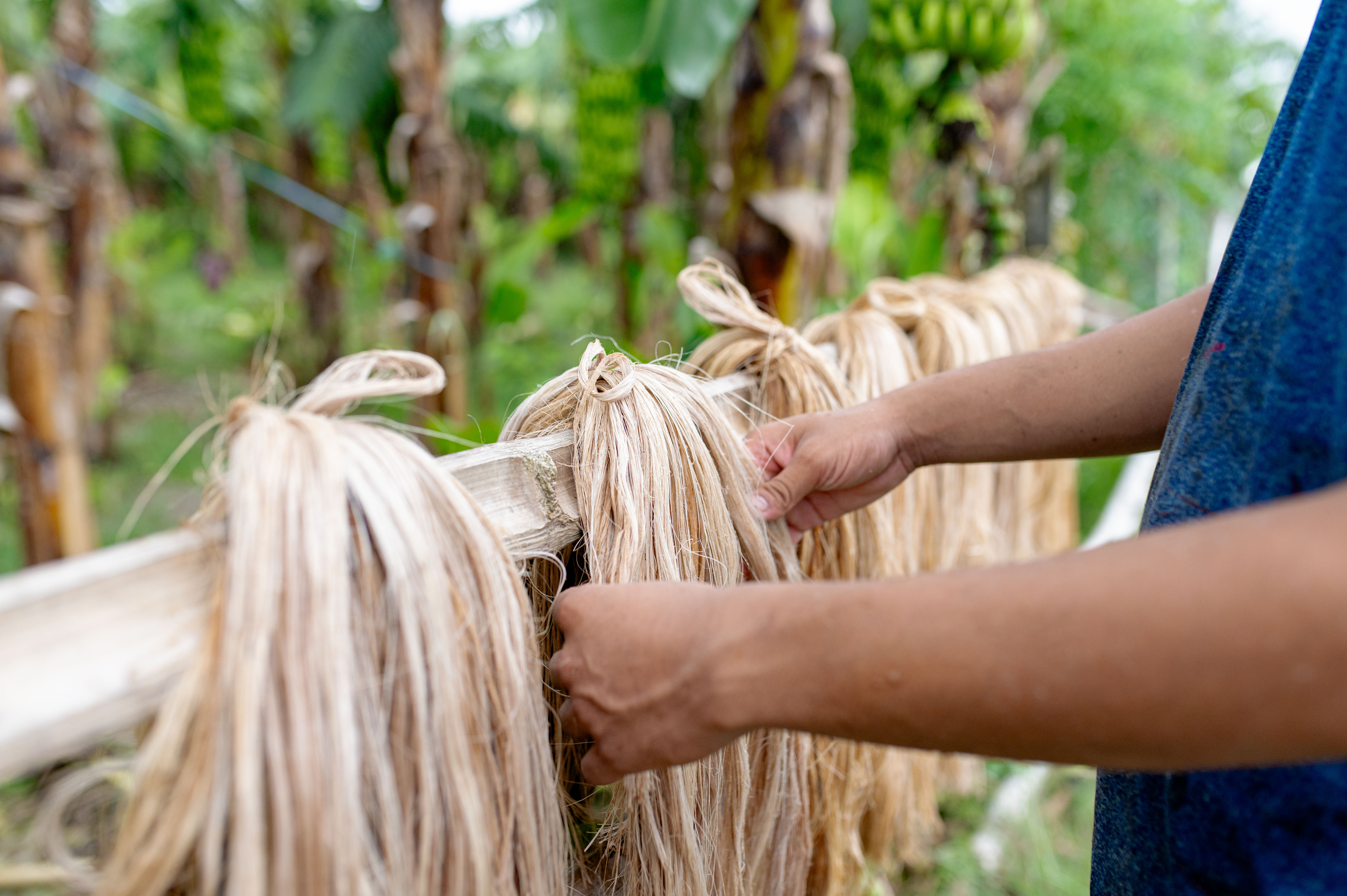 Séchage des fibres de banane