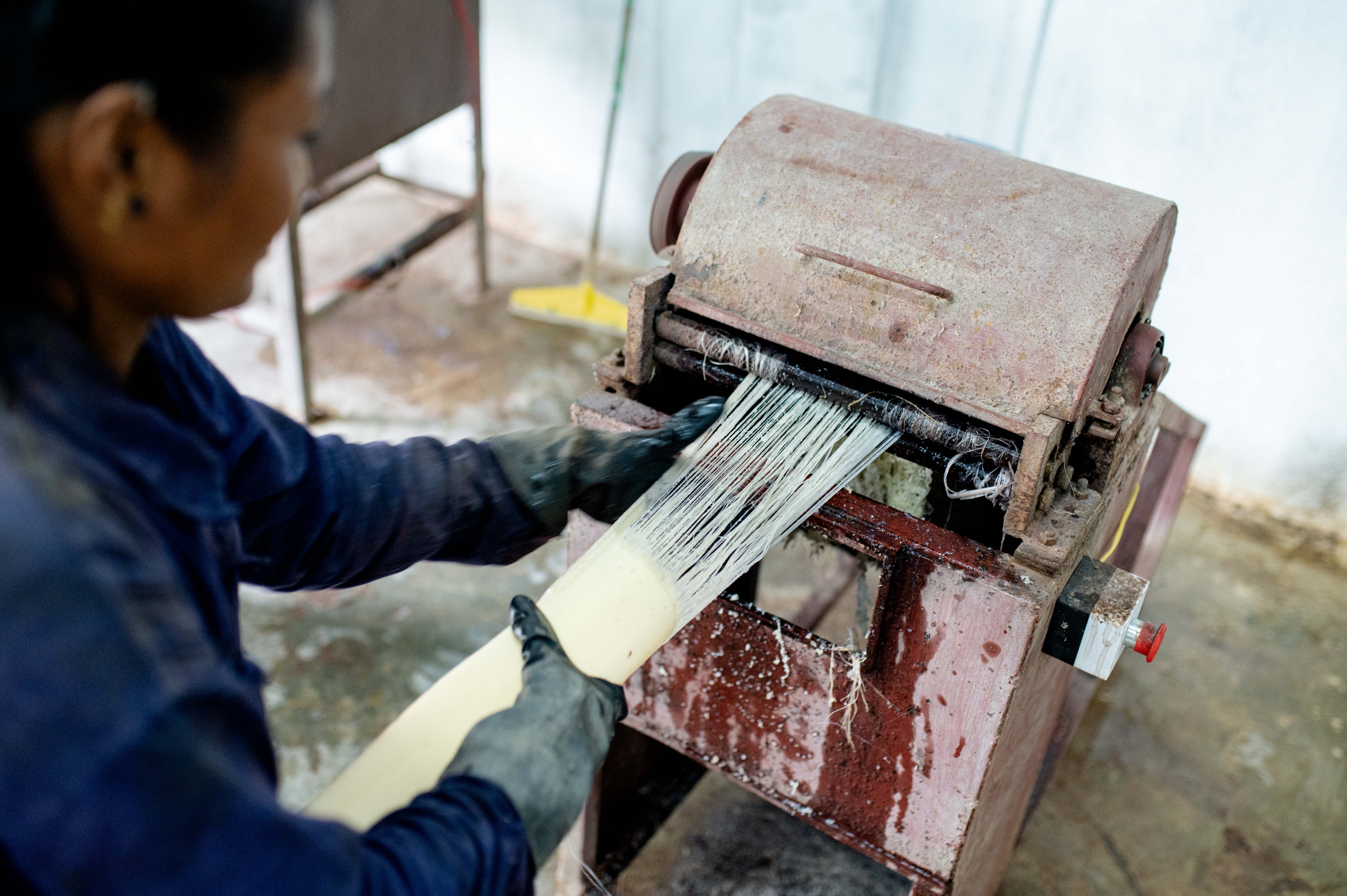 Extraction des fibres de banane