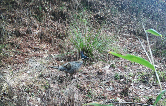The first record of the nationally protected Class II wildlife Pucrasia macrolopha (勺鸡) in 2025.