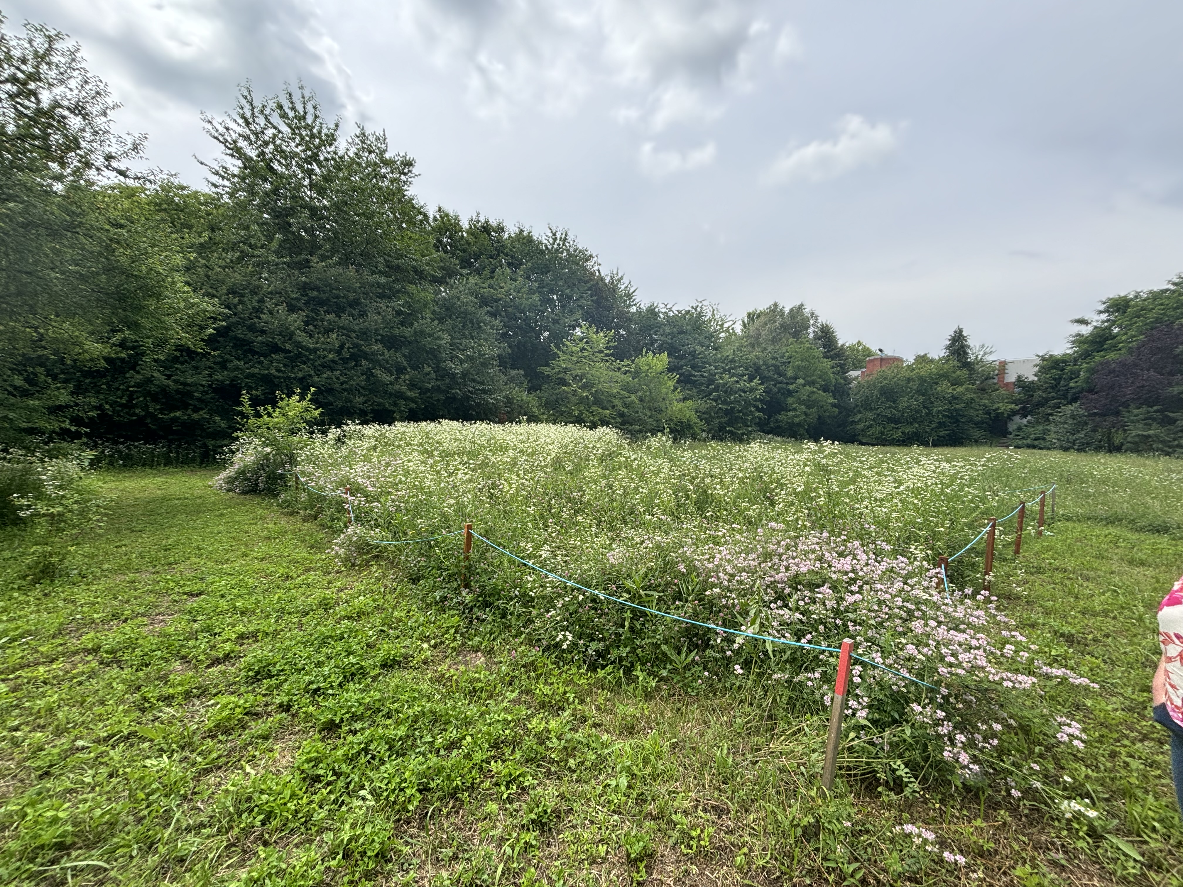 Increasing biodiversity in the garden through a bee pasture