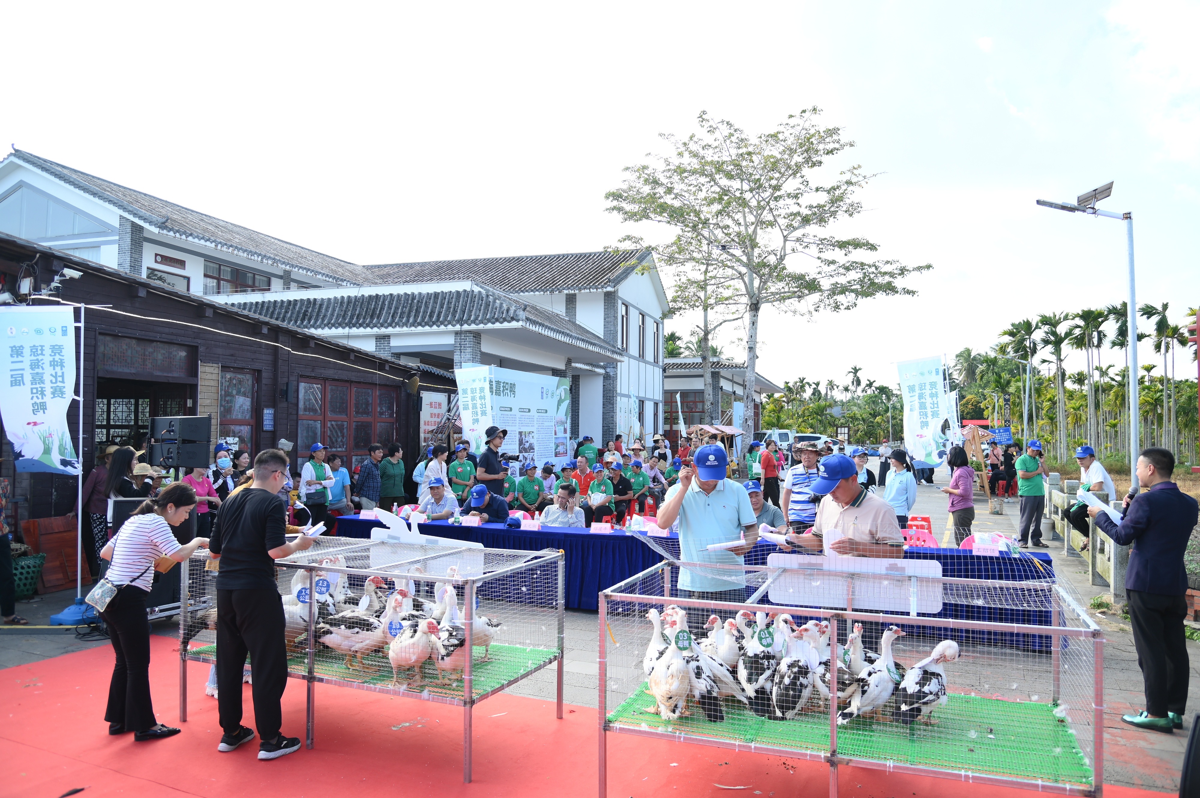 Three annual livestock competitions for Jiaji duck held