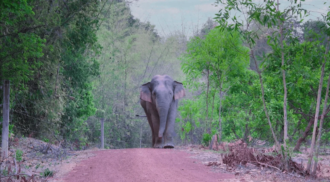 A lone Asian elephant roaming the vast expanses of the Dong Nai Biosphere Reserve