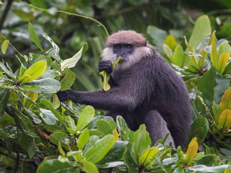 Пурпурнолицый лангур, также известный как пурпурнолистая листоносная обезьяна, - вид обезьян Старого Света, эндемичный для Шри-Ланки. Это длиннохвостое дендроидное животное, отличающееся преимущественно коричневым окрасом, темной мордой и очень пугливым характером. Википедия Научное название: Trachypithecus vetulus Класс: Млекопитающие Род: Semnopithecus