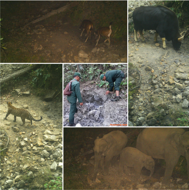 Success Story of Mineral lick Management in Jomotsangkha Wildlife Sanctuary