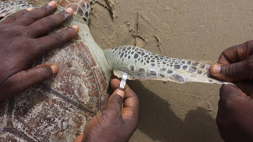 E. Aruna, Reptile and Amphibian Program – Sierra Leone