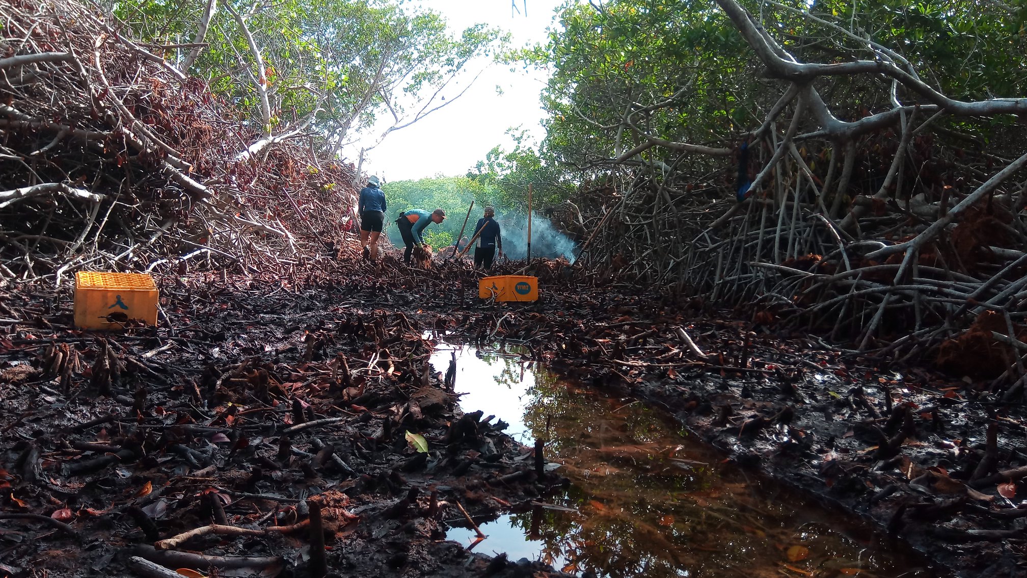 Mangrove Maniacs