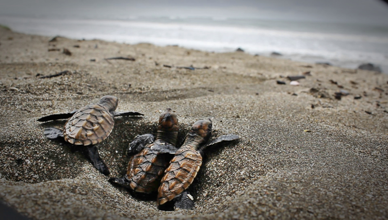 Eastern Pacific Hawksbill Initiative (ICAPO)