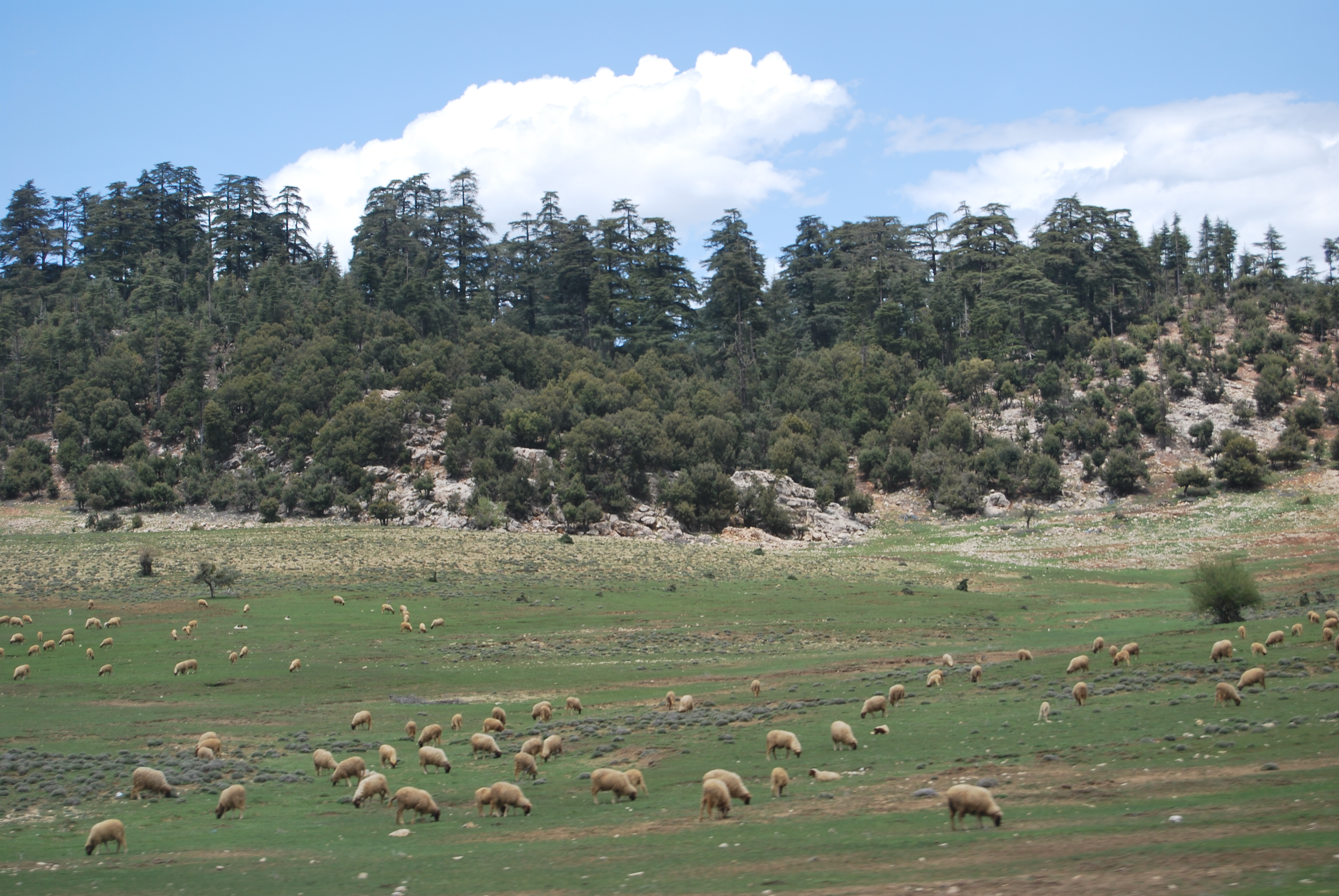Parc National d'Ifrane et Association Karfour