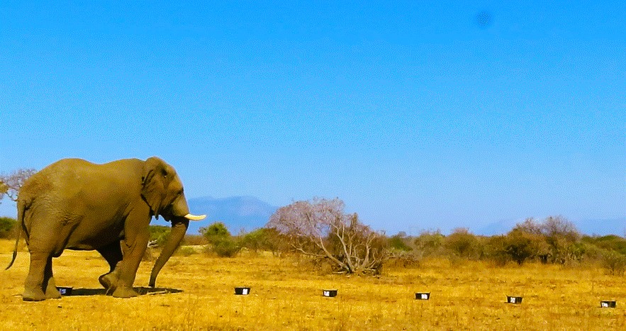 Michelle Henley Elephants Alive