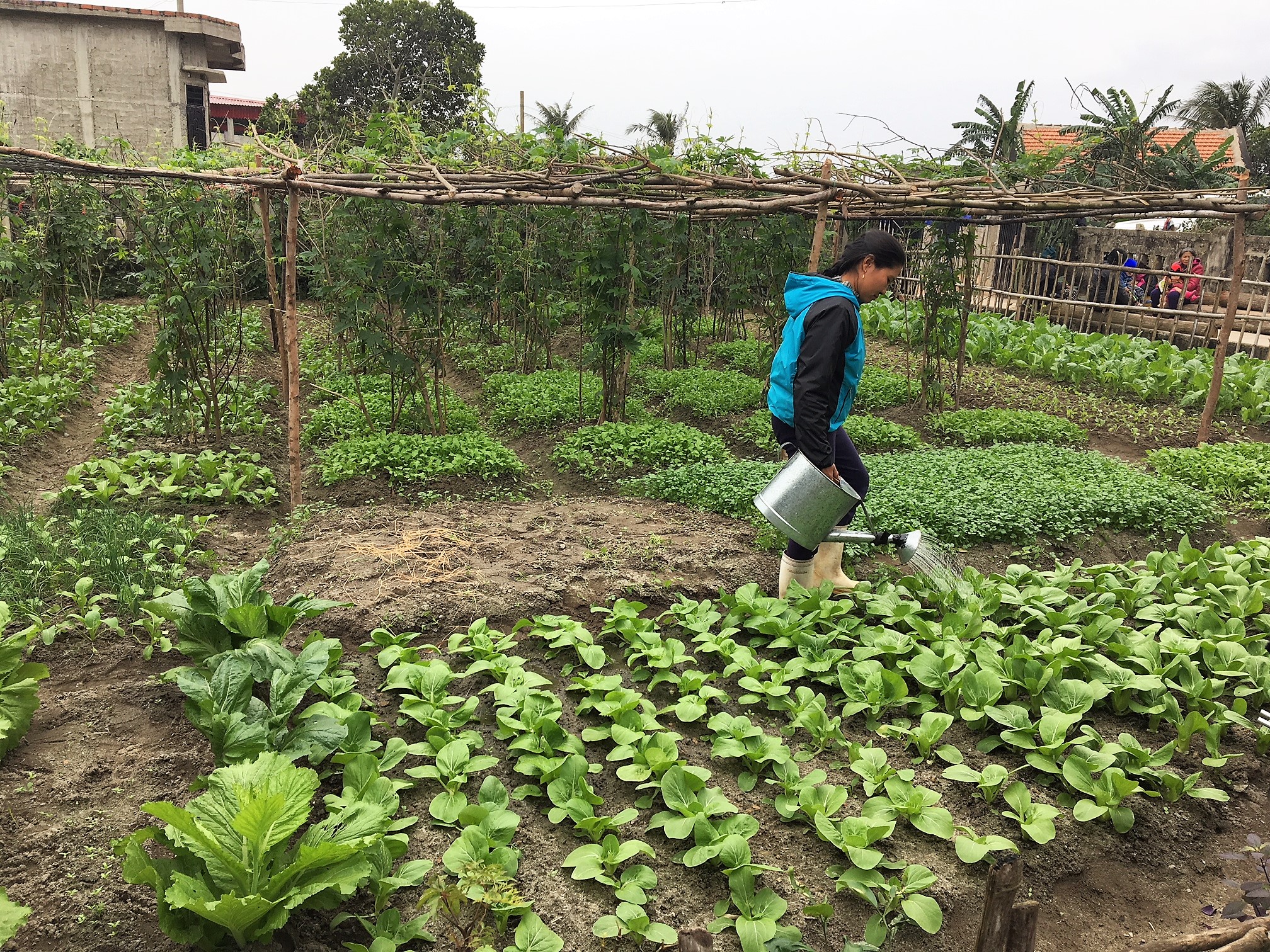 landscape kebun sayur