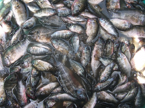 Production étang piscicole des tilapia de l'OP ACEWAMOTO