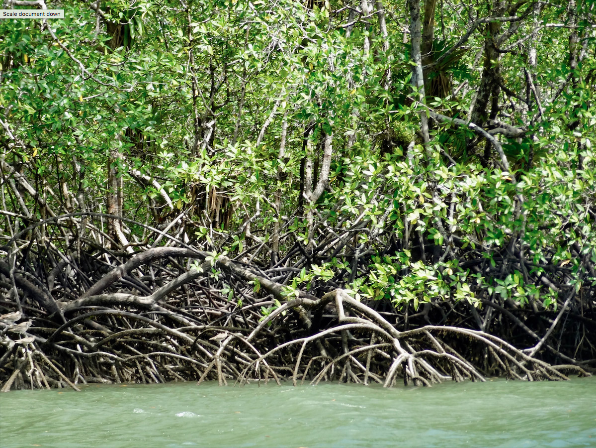 Pilots for the restoration of mangrove ecosystems in Ciénaga de la ...