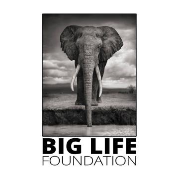 BigLife Foundation Logo