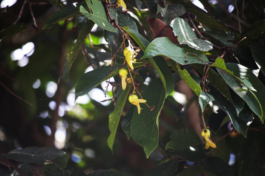 Flowers of a juvenile Tengkawang tree