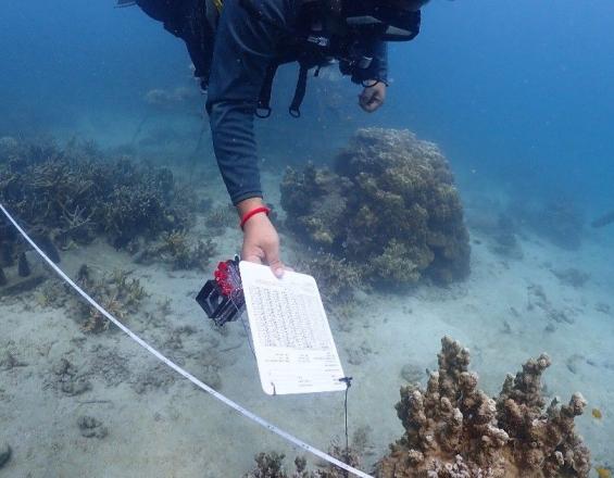 Diver examines coral reef