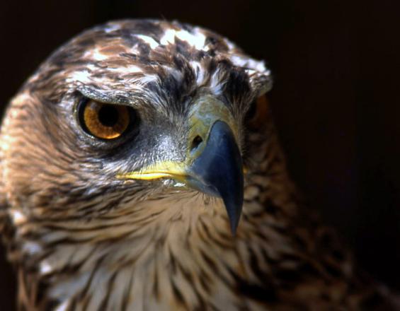 Aquila Fasciata