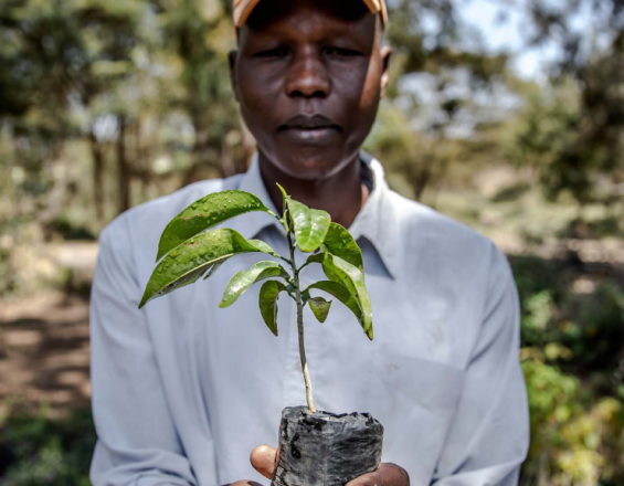 Project beneficiary from The Restoration Initiative (TRI) in Kenya 