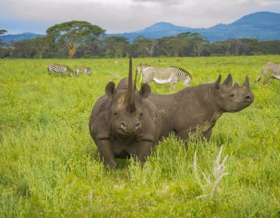 Lewa Wildlife Conservancy 