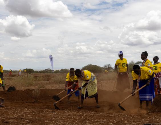 Peyzajın restorasyonunu desteklemek için demetlerin kazılması