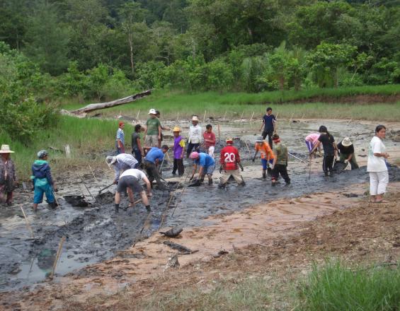 Community-Based Ecological Mangrove Restoration (CBEMR) | PANORAMA