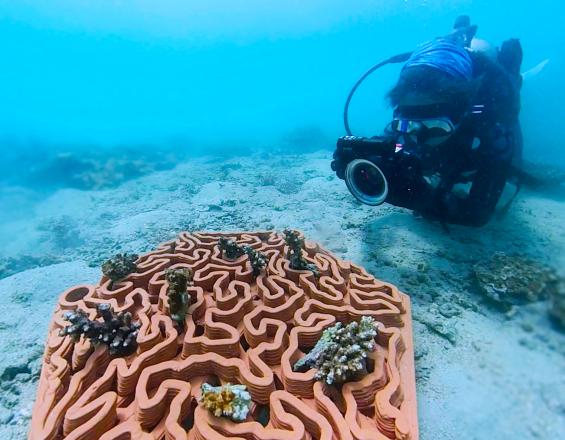 World's First 3D-printed Reef Tiles in Terracotta