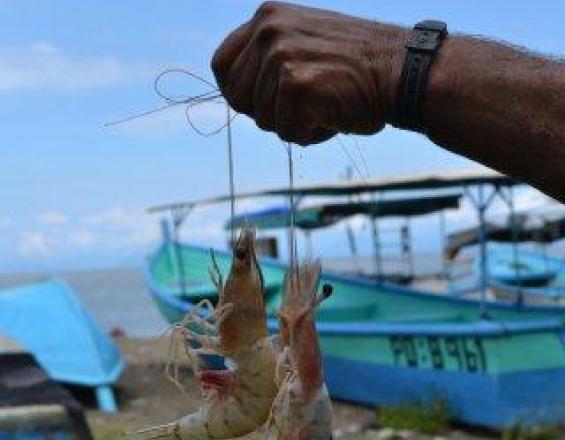 Integración de las cadenas de valor de la pesca marina sostenible