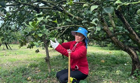 Woman harvesting fruit from tree