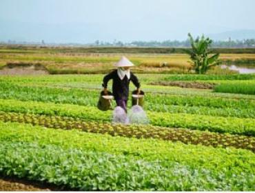 woman in a ricefield