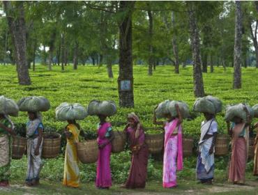 Women in a tea field