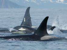 Tatiana Ivkovich, Far East Russia Orca Project (FEROP, WDC)