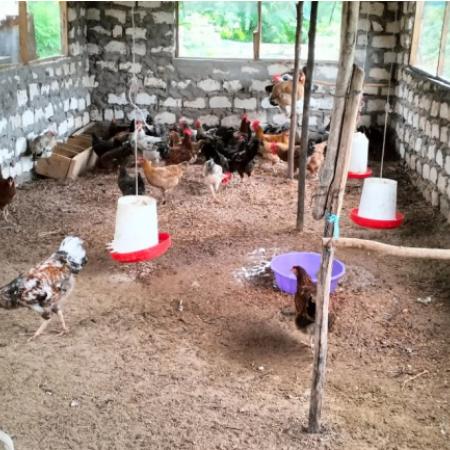Poultry farm established by Amalie Miyesa, a TRI beneficiary in Kenya