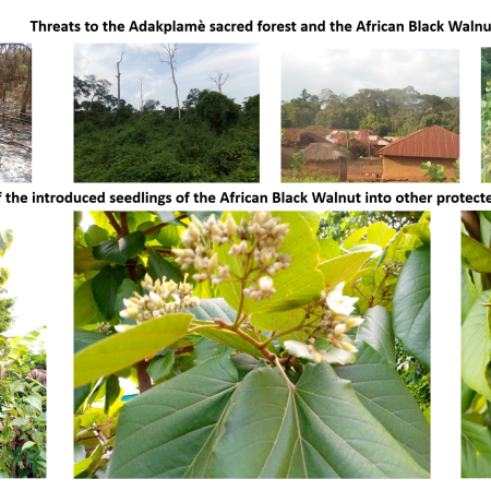 Threats to the Adakplamè sacred forest and the population of the African Black Walnut in Benin and outcomes of our solution