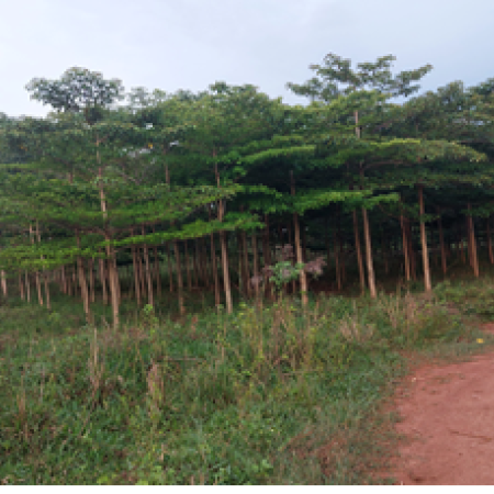 Part of Janet’s woodlot Terminalia