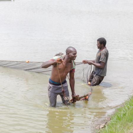 Farm manager Malase Mwangonde and a farm worker preparing the seine net for harvesting while standing in a shallow part of their pond, holding a net.
