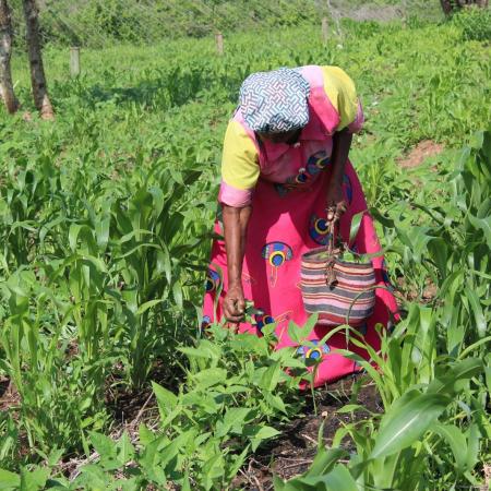 Charles Mutuku Muli’s mother harvesting vegetables from the farmland 