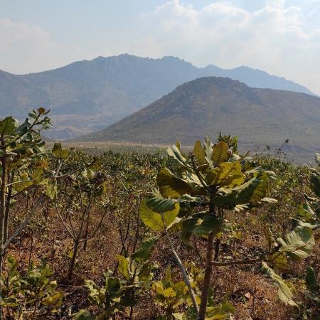 The dressed Mvai Forest Reserve after decisive efforts from local leadership