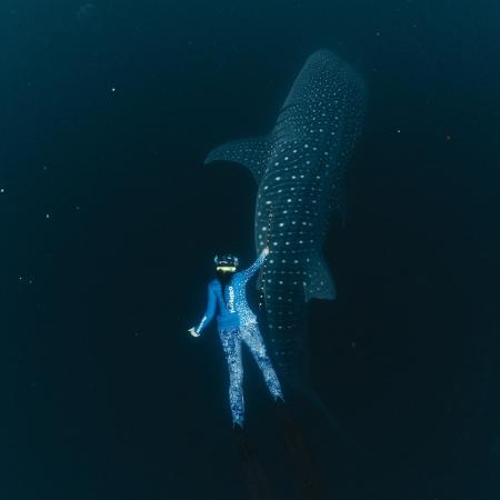 Whale shark DNA sampling for scientific research
