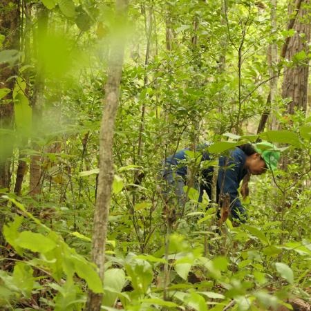 Locals forage for wild mushrooms in their community forest