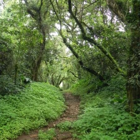 Foret sacree de Mekoup