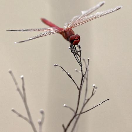 dragonfly