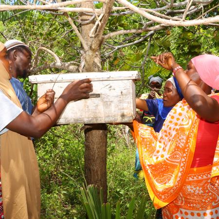 Women of Yungi inspecting bee hives 