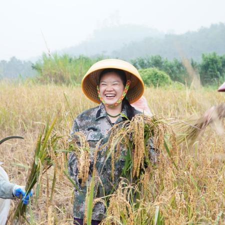 Ху Гуйлань жал поле риса шаньлан.