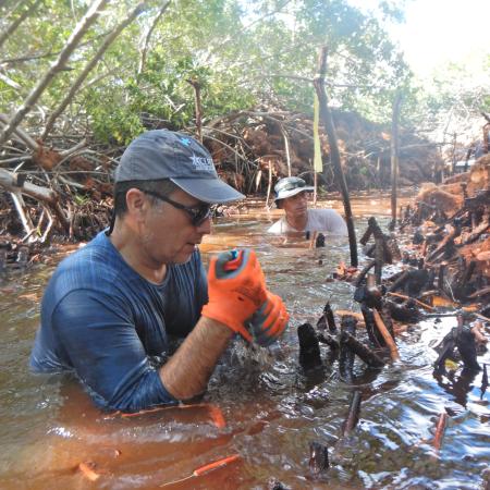 Mangrove Maniacs